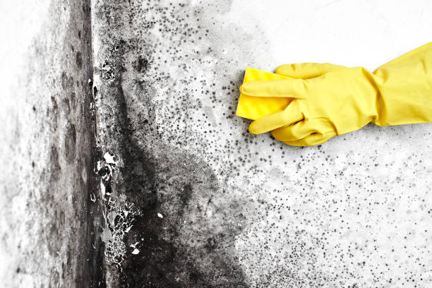 Best Mold Removal for HVAC Installations  in Glandorf, OH