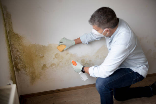 Best Emergency Mold Remediation  in Glandorf, OH