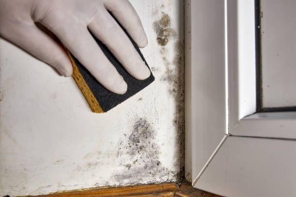 Best Post-Remediation Verification Testing  in Glandorf, OH