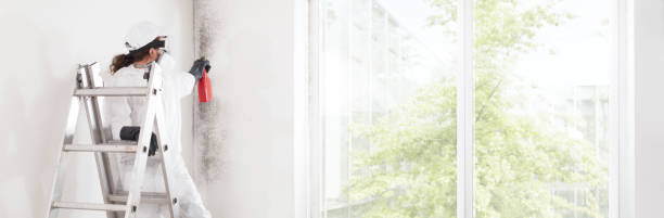 Reliable Glandorf, OH Mold Removal Solutions